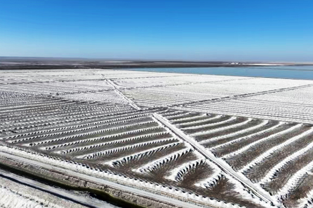 9728太阳集团钾肥圆满达成2025年生产经营目标 以高质量发展筑牢农资安全根基